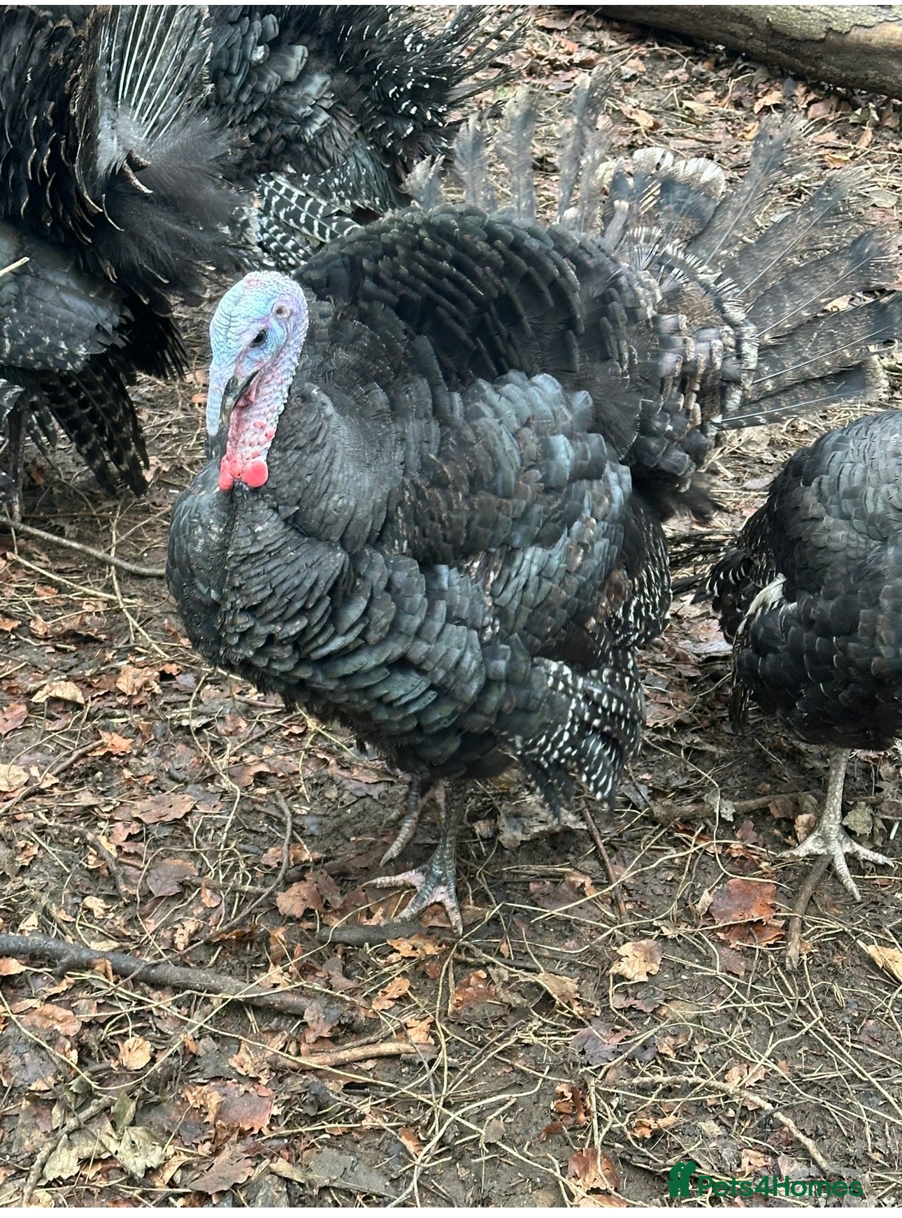 Turkeys poultry Heritage Norfolk Bronze Turkeys Toms  - Advert 1