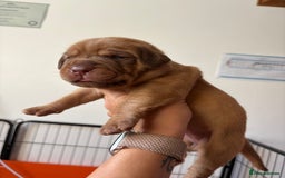 Dogue De Bordeaux dogs for sale: KC reg Dogue de Bordeaux puppies  - Image 26