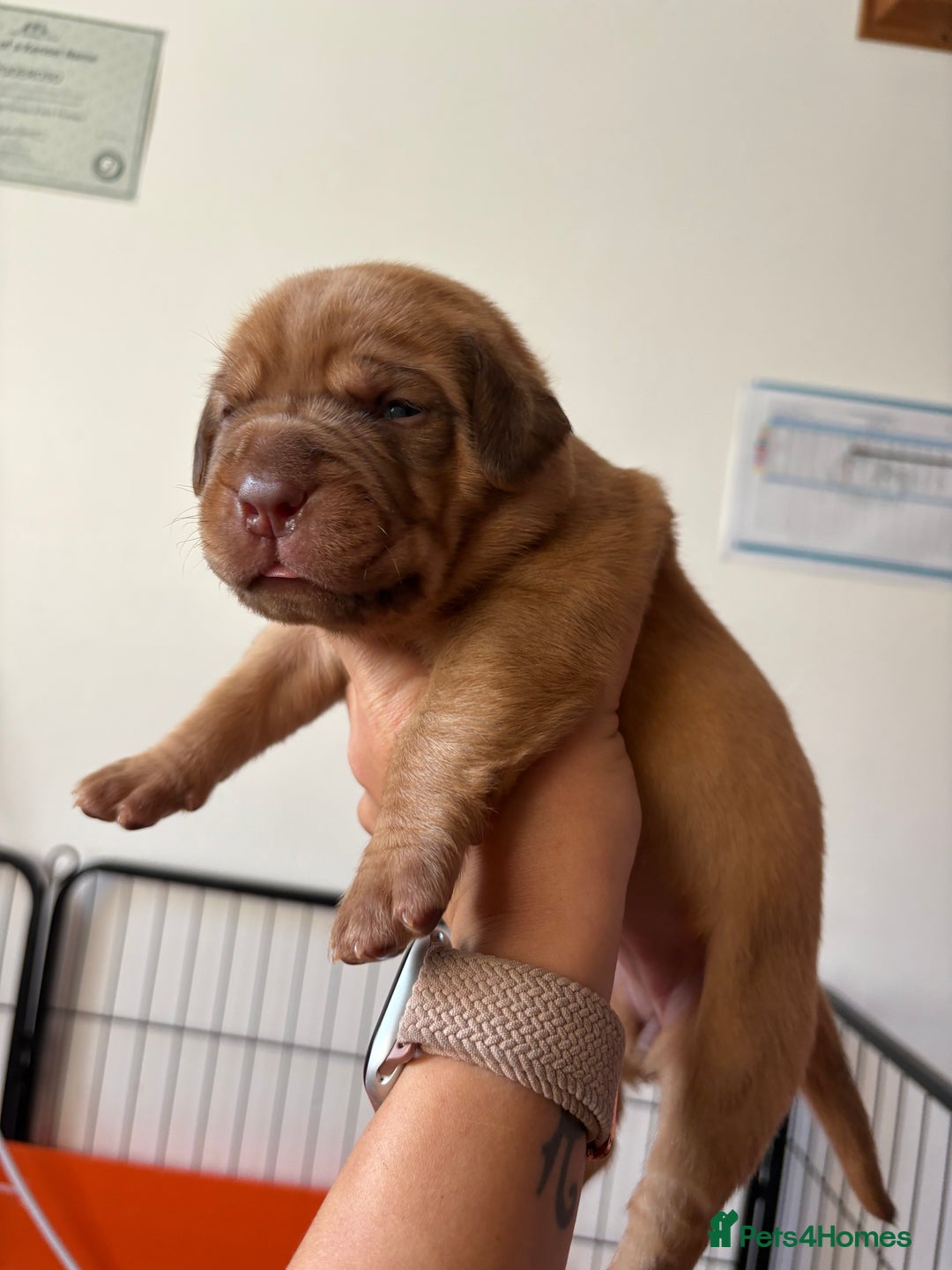 Dogue De Bordeaux dogs for sale: KC reg Dogue de Bordeaux puppies  - Image 26