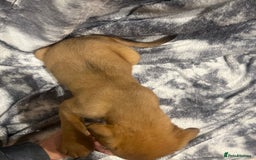 Mixed Breed dogs for sale: STAFFWEILERS LAST 2 GIRLS e Cream and d CARRIERS - Image 15