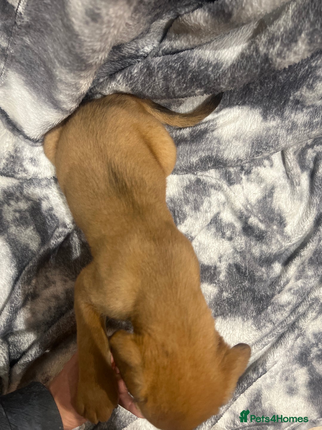 Mixed Breed dogs for sale: STAFFWEILERS LAST 2 GIRLS e Cream and d CARRIERS - Image 15