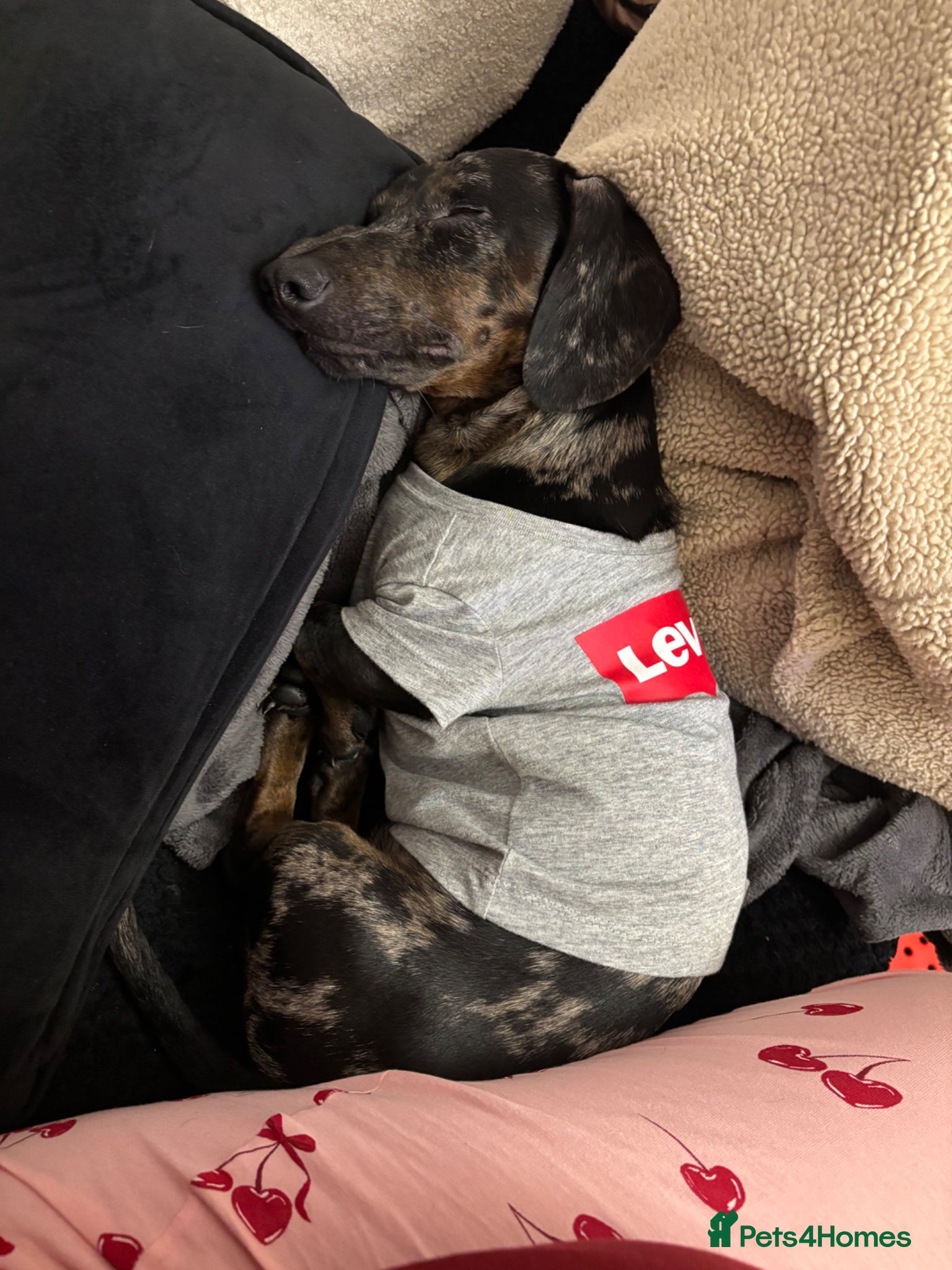 Miniature Dachshund dogs Otis is looking for new home - Advert 17