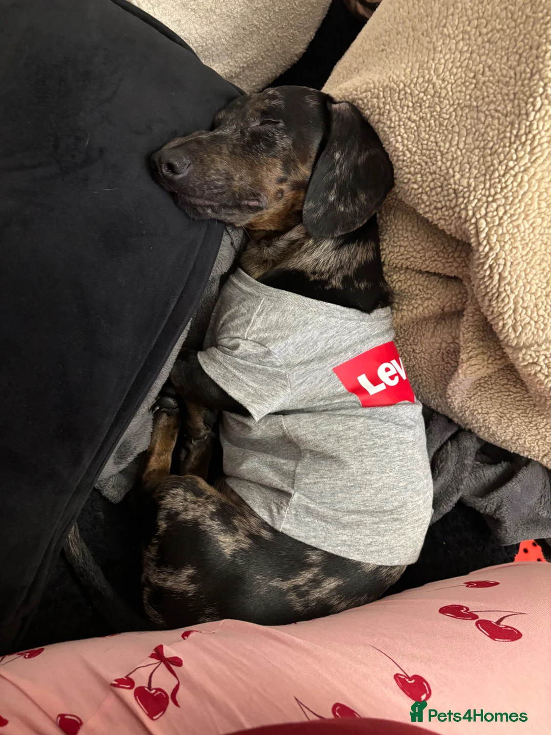 Miniature Dachshund dogs for sale: Otis is looking for new home - Advert 1