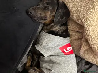 Miniature Dachshund dogs Otis is looking for new home - Advert 1