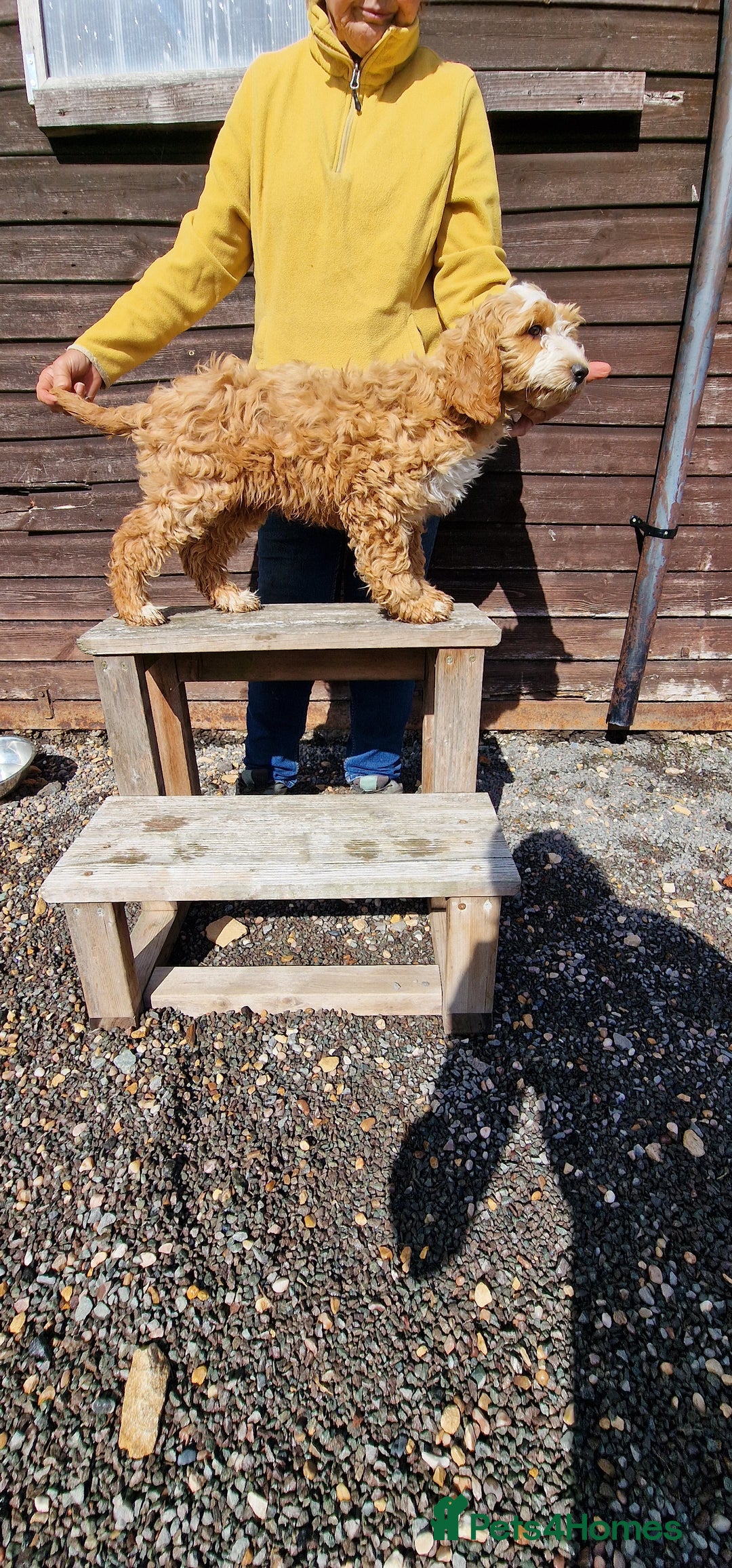 Cockapoo dogs for sale: Last f1 female cockapoo looking for a loving home - Image 5
