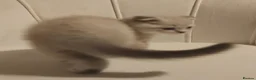 British Shorthair cats for sale: 5 handsome boys Bradford  - Advert 32