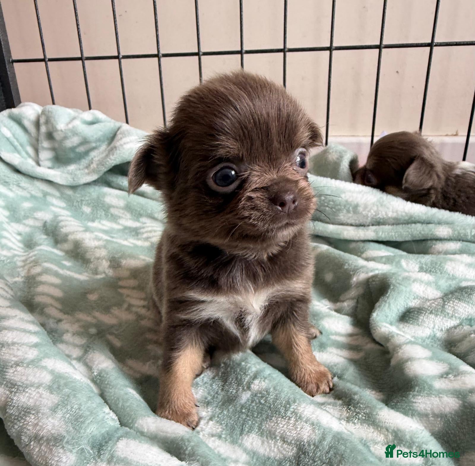 Chihuahua dogs for sale: Gorgeous lilac long coat girls and boys - Advert 17