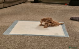 Mixed Breed dogs for sale: Gorgeous puppies for sale - Advert 34