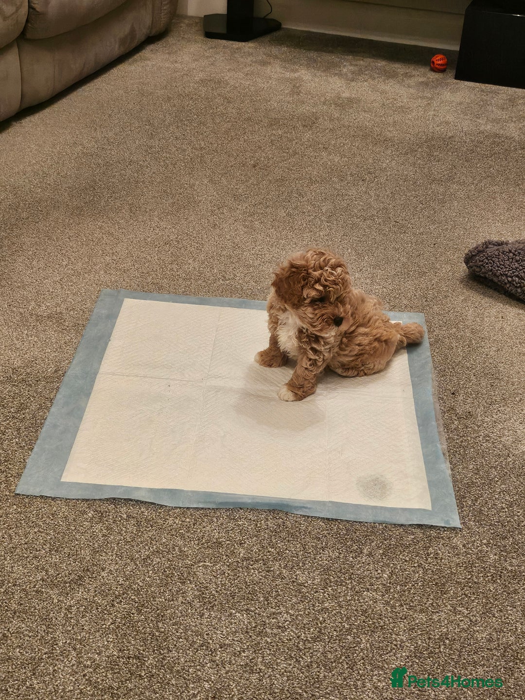 Mixed Breed dogs for sale: Gorgeous puppies for sale - Advert 34