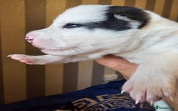 Siberian Husky dogs for sale: Husky puppies for sale  - Image 5