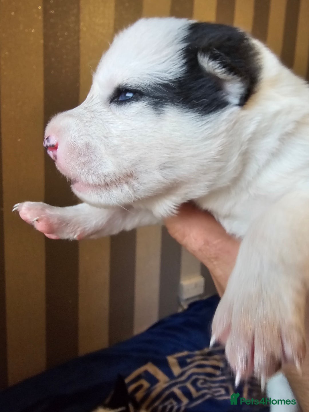 Siberian Husky dogs for sale: Husky puppies for sale  - Image 5