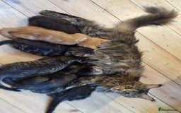 Maine Coon cats for sale: 3 maincoone x kittens - Image 14