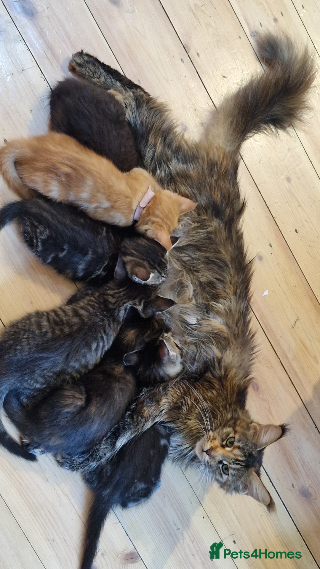 Maine Coon cats for sale: 3 maincoone x kittens - Image 14