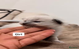 Ragdoll cats for sale: “ Ragdoll kittens “ A perfect  **  present  - Image 7