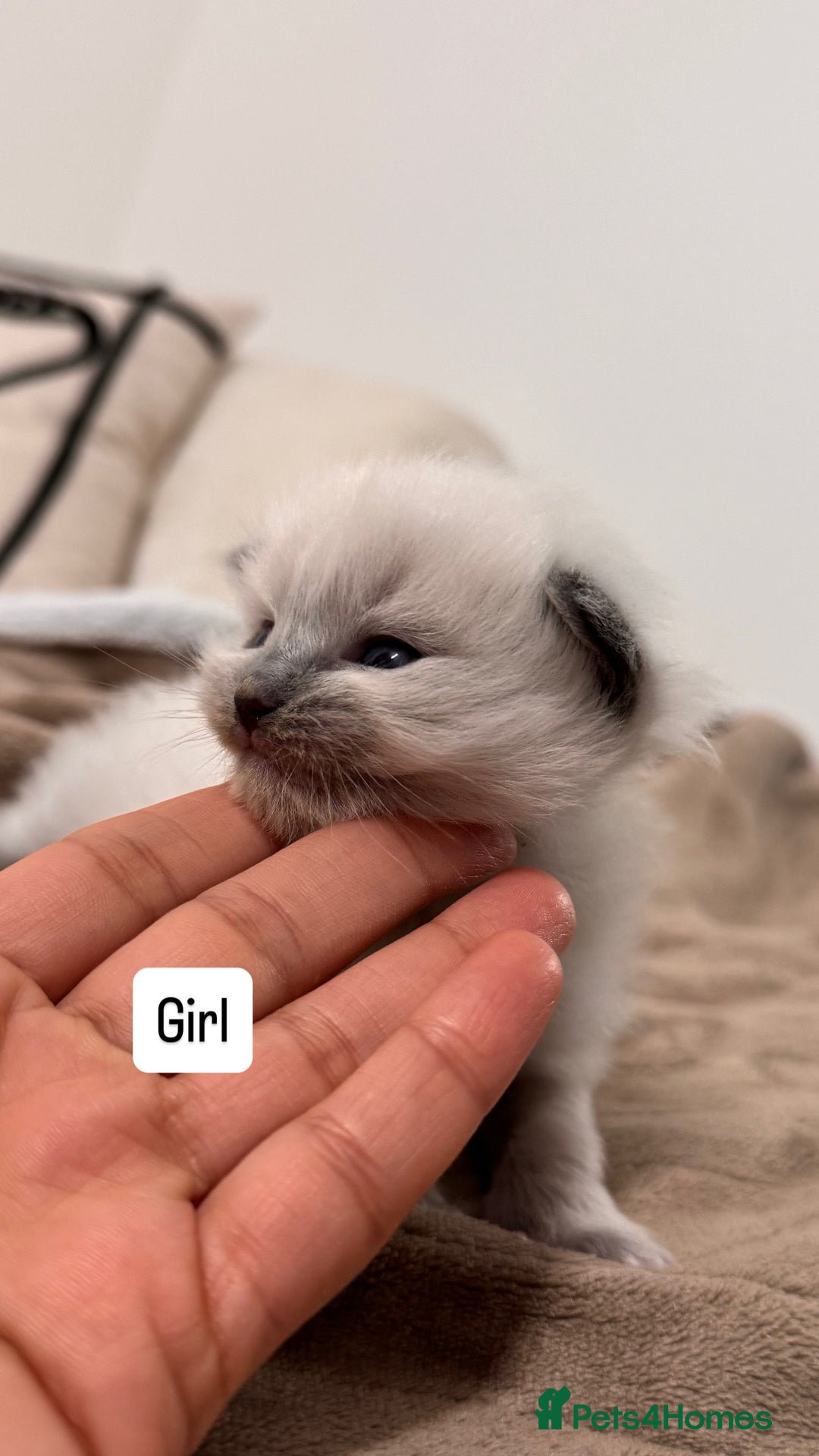 Ragdoll cats for sale: “ Ragdoll kittens “ A perfect  **  present  - Image 7