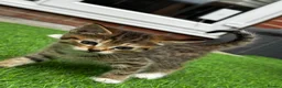 Mixed Breed cats for sale: Female kitten for sale  - Advert 2