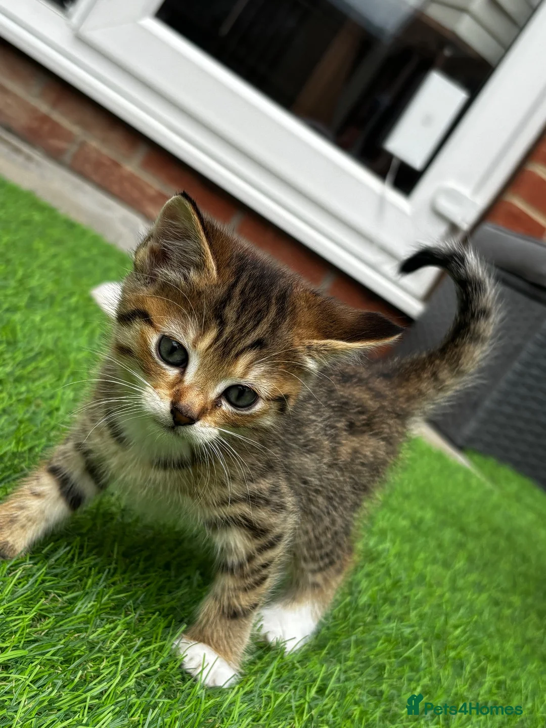 Mixed Breed cats for sale: Female kitten for sale  - Advert 2