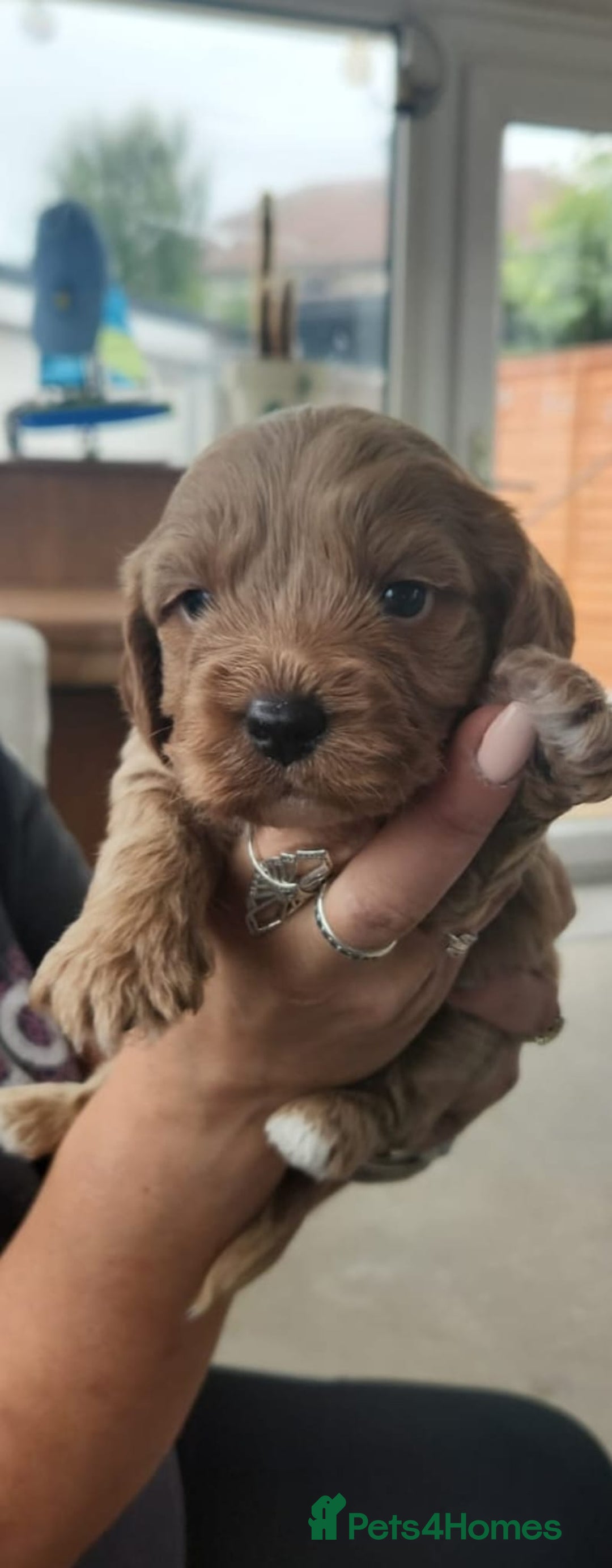 Mixed Breed dogs for sale: Gorgeous Cavapoochon Puppies - Image 10