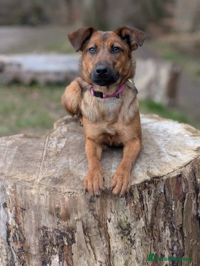 Mixed Breed dogs 17 month old springer x mali in Chester - Advert 1