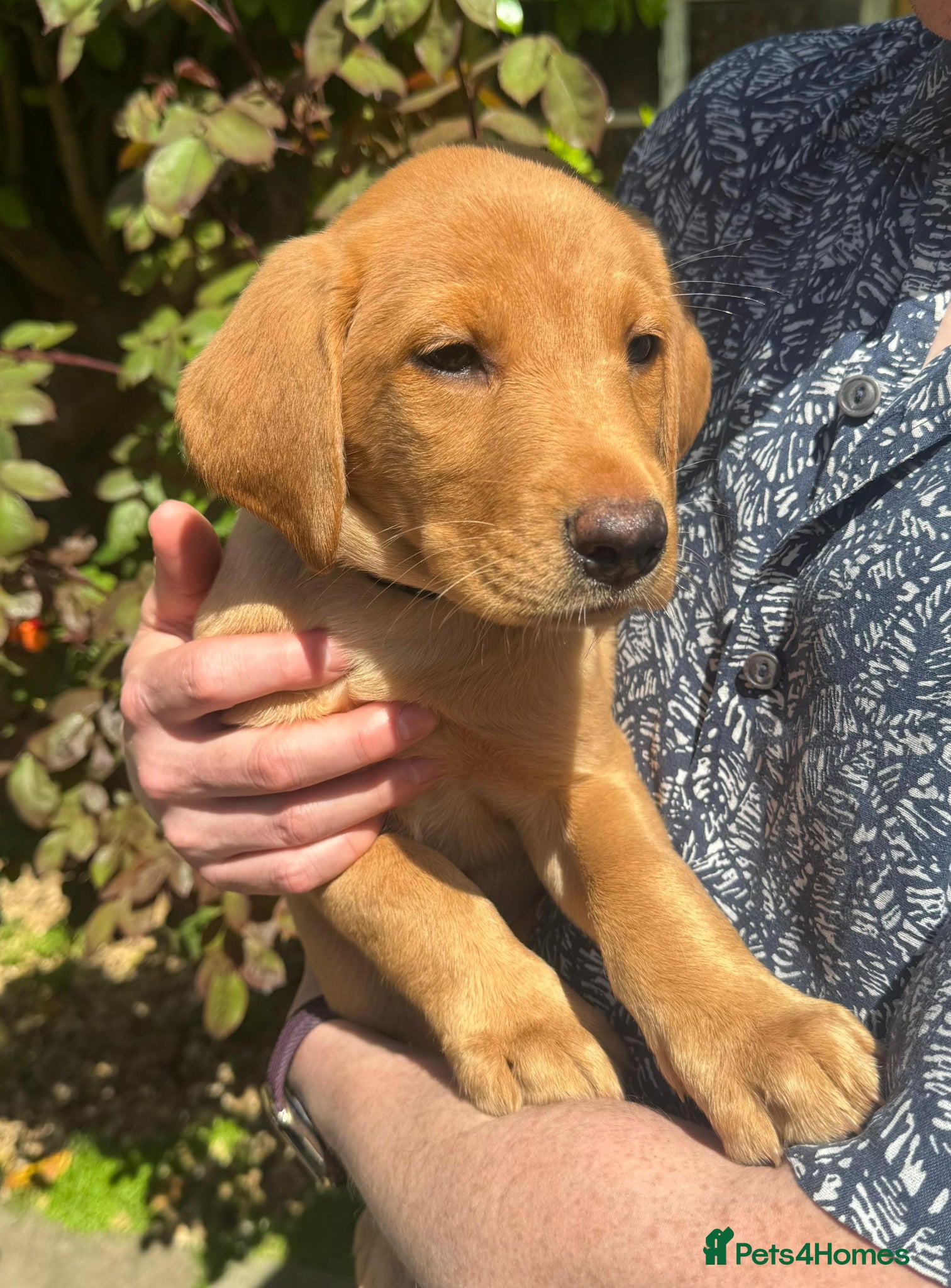 Labrador Retriever dogs Fox Red Lab Puppies (2/9) Exceptional Temperament - Advert 1