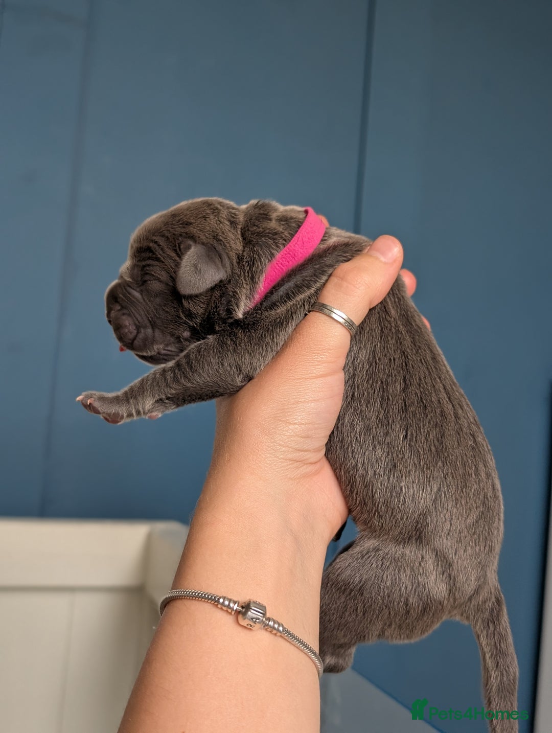 Cane Corso dogs for sale: European cane corsos  - Image 13