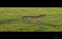Plummer Terrier dogs for sale: Plummer terrier x - Image 4