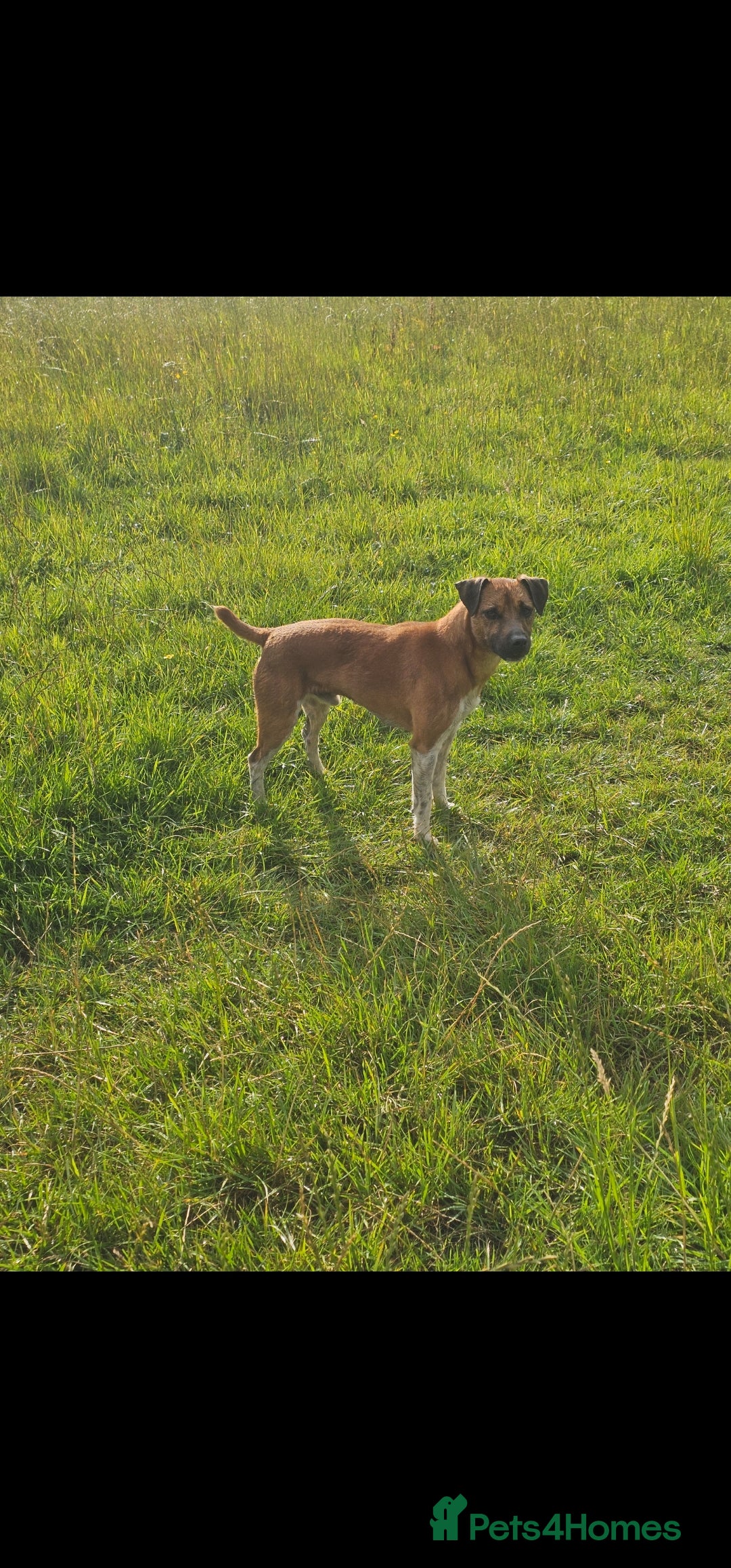 Plummer Terrier dogs for sale: Plummer terrier x - Image 4