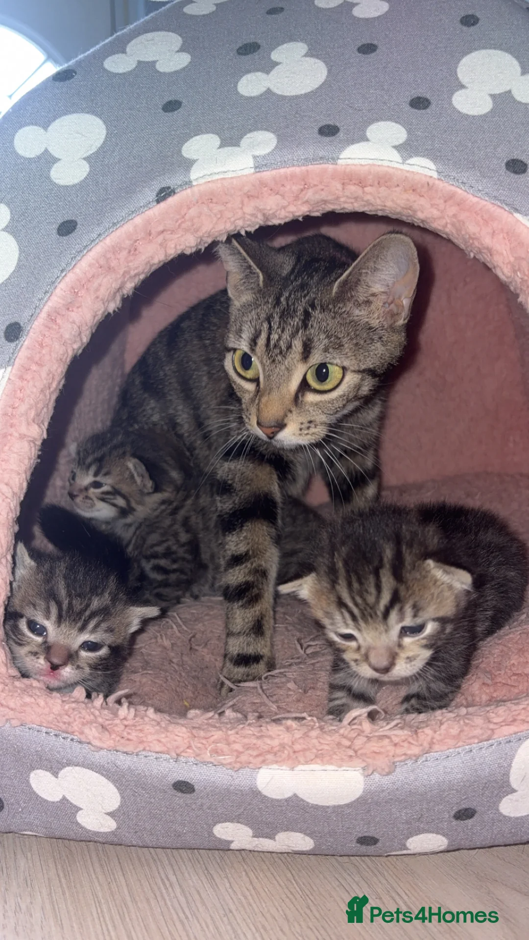 American Shorthair cats for sale: 3 Male Kittens looking for their forever home - Advert 11
