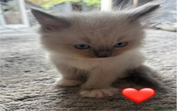 Ragdoll cats for sale: 6 blue point ragdolls for sale 5 boys 1 girl  - Image 18