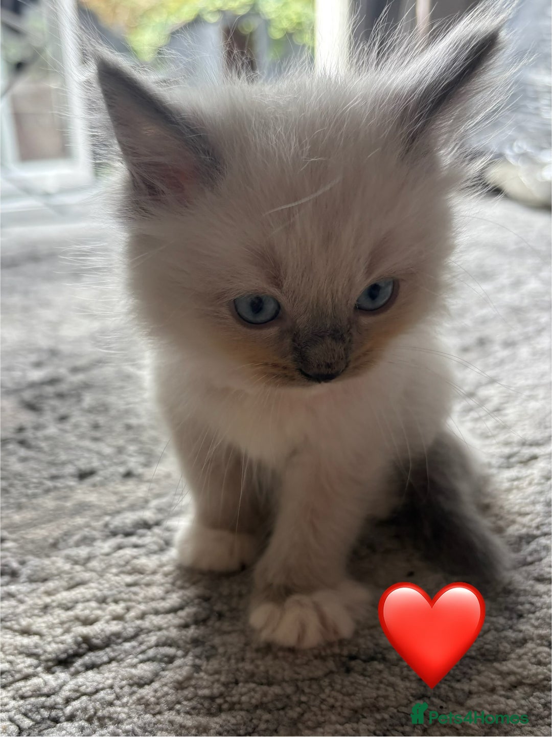 Ragdoll cats for sale: 6 blue point ragdolls for sale 5 boys 1 girl  - Image 18