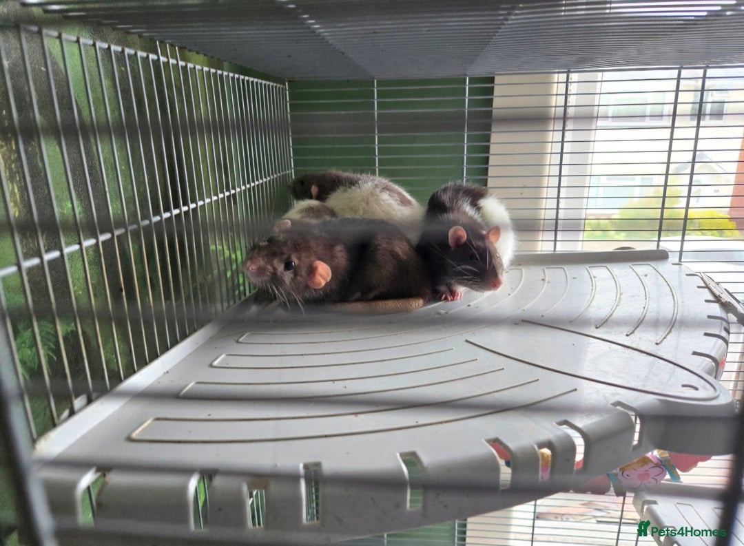 Rat rodents for sale: 5 female rats with cage - free to a good home - Advert 2