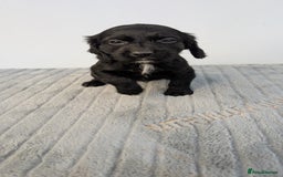 Cocker Spaniel dogs for sale: Adorable cocker pups  - Image 5