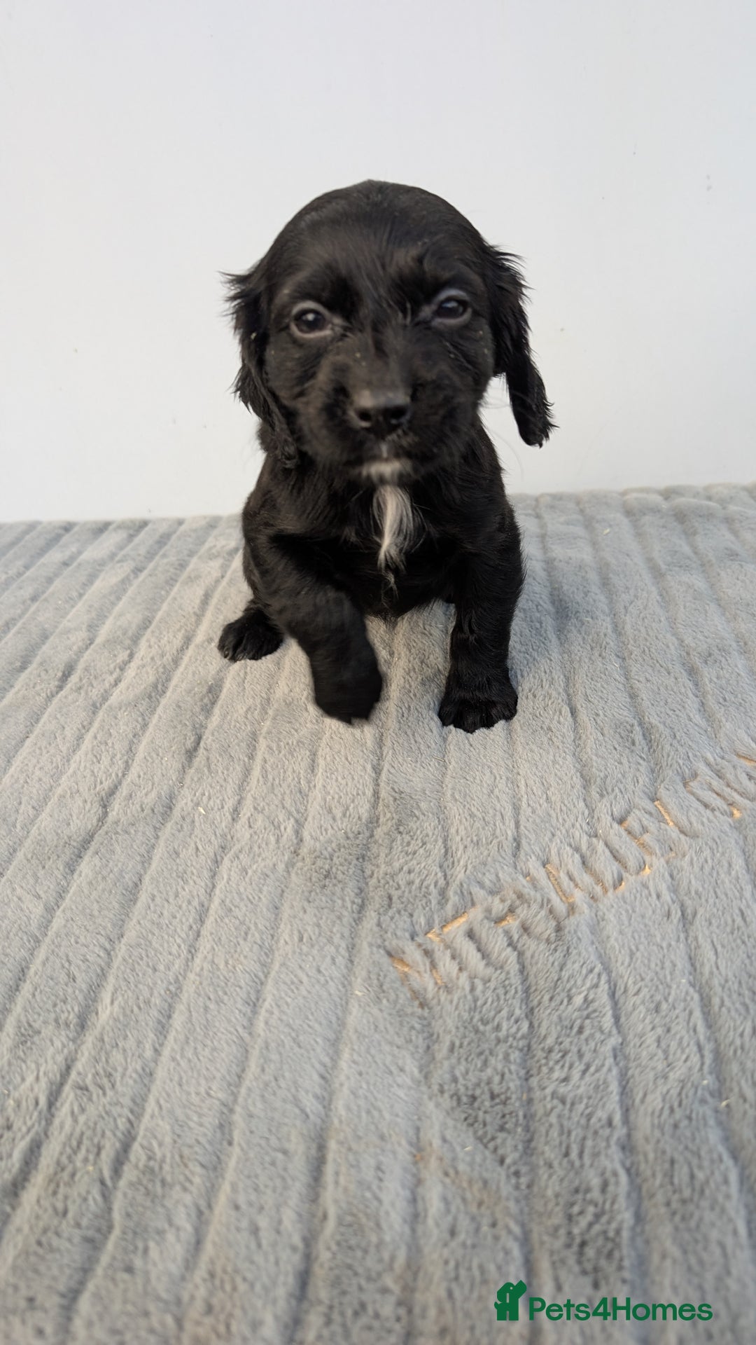 Cocker Spaniel dogs for sale: Adorable cocker pups  - Image 5