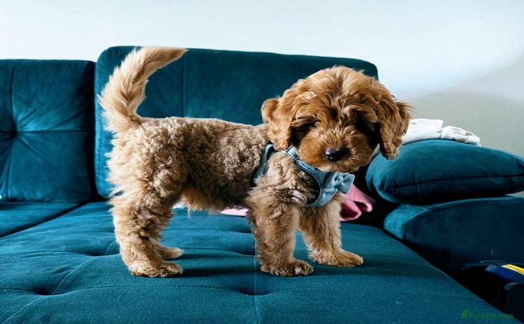 Cavapoo dogs F1b Cavapoo Puppy DNA Tested Parents +Starter Pack - Advert 8