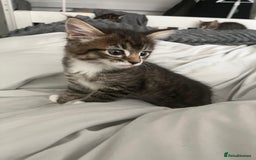 Mixed Breed cats for sale: 3 Healthy, Playful Kittens  - Image 32