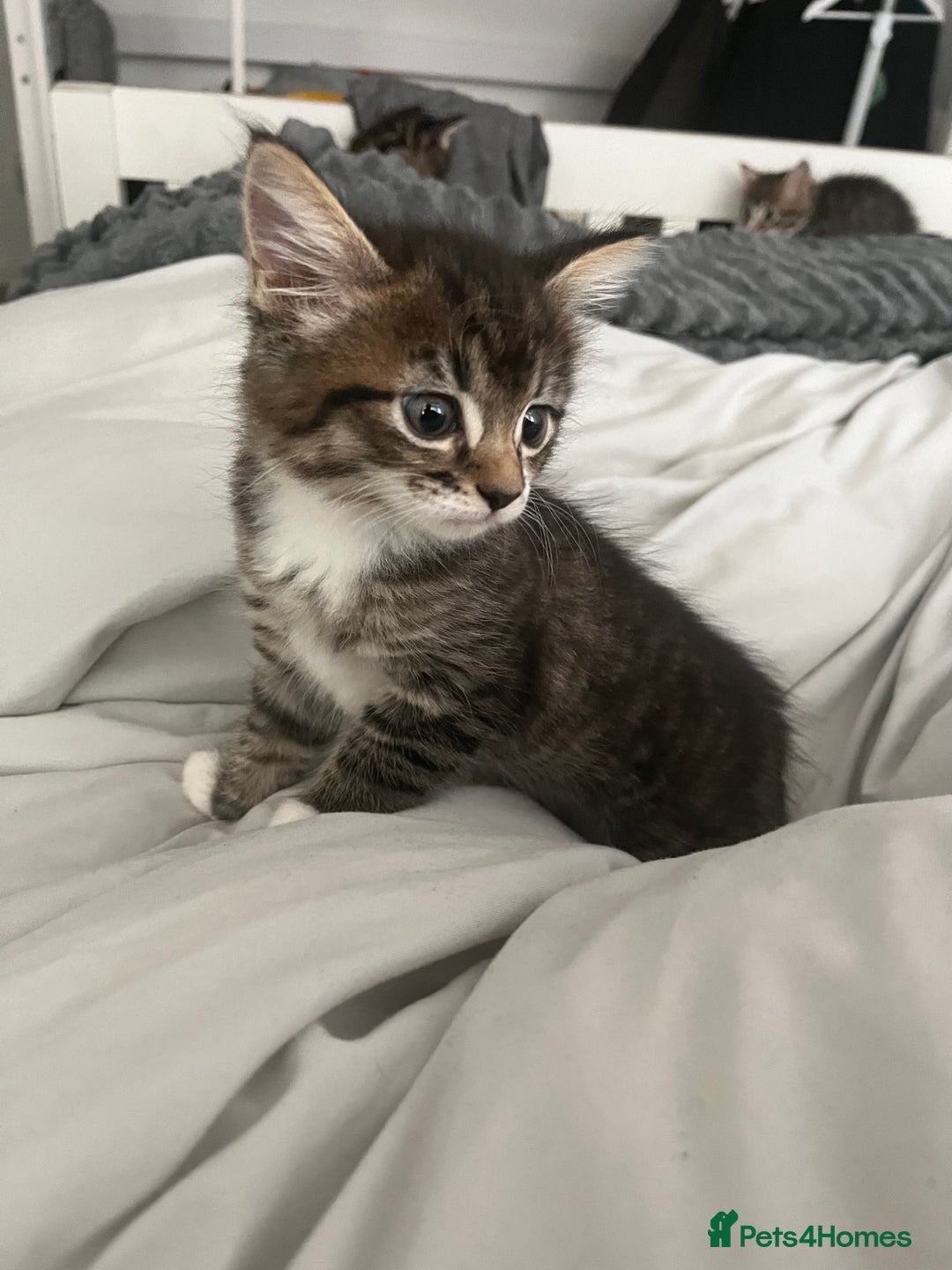 Mixed Breed cats for sale: 3 Healthy, Playful Kittens  - Image 32