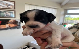 English Springer Spaniel dogs for sale: Beautiful springer spaniel puppies - Image 13