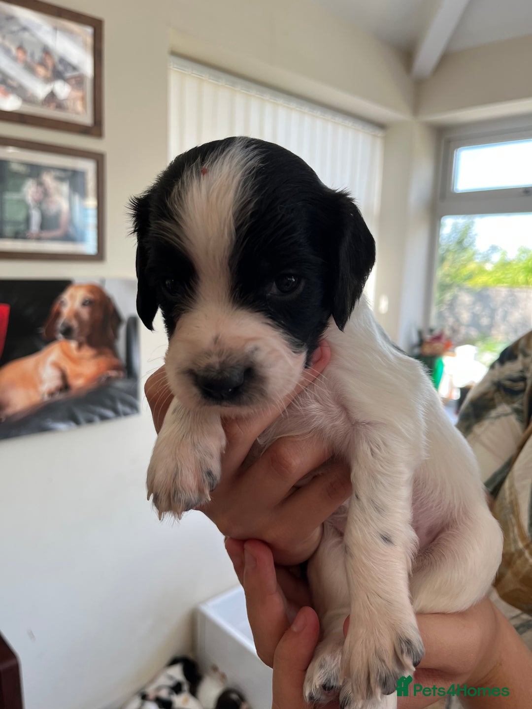 English Springer Spaniel dogs for sale: Beautiful springer spaniel puppies - Image 13