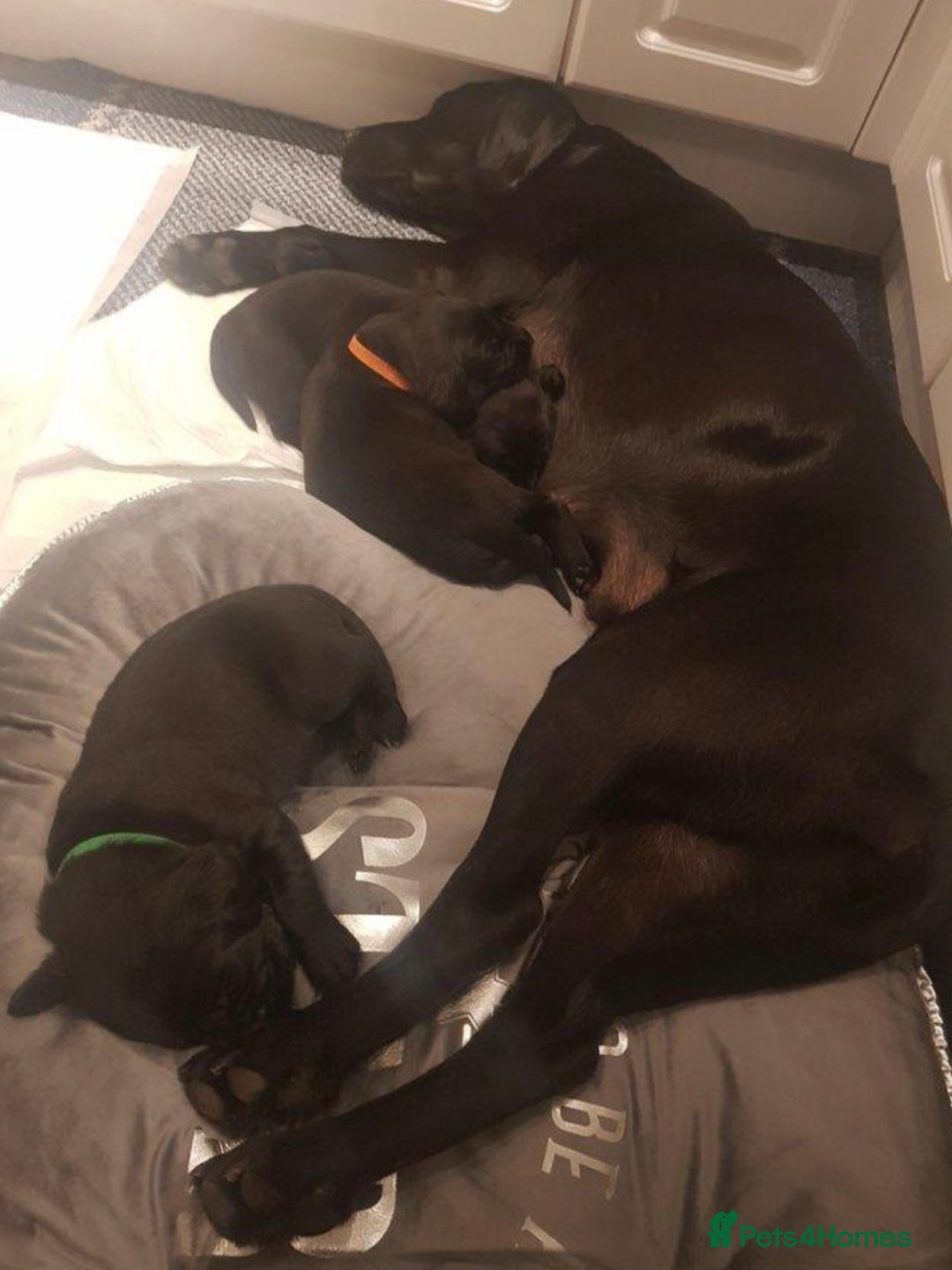 Labrador Retriever dogs for sale: *Beautiful KC, Dna clear labrador retriever pups* - Advert 10