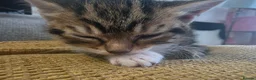 Mixed Breed cats for sale: Beautiful Tabby kitten - Advert 6