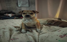 Mixed Breed dogs for sale: Pug cross bulldog - Image 1