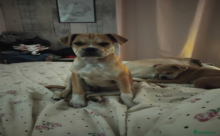 Mixed Breed dogs - Advert 2