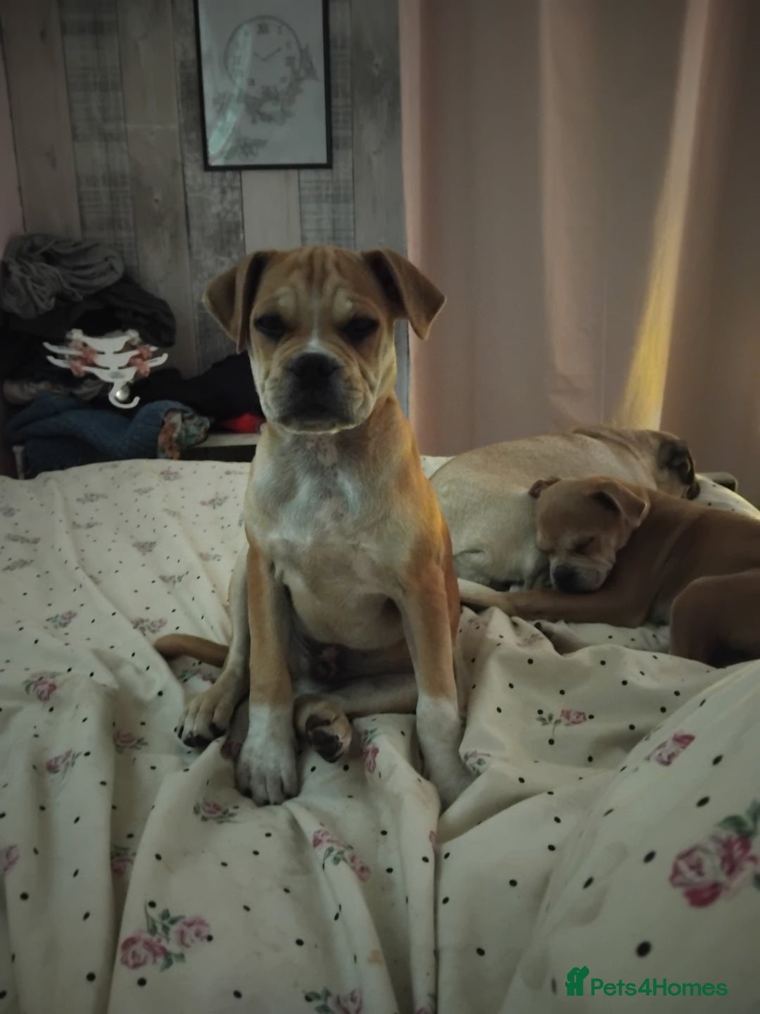 Mixed Breed dogs for sale: Pug cross bulldog - Image 1