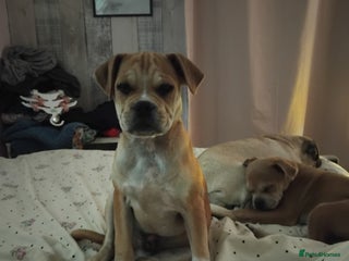 Mixed Breed dogs - Advert 5