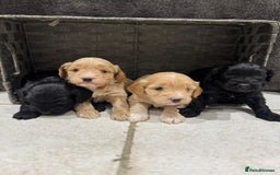 Cockapoo dogs for sale: Cockapoo Puppies - Image 5