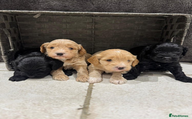 Cockapoo dogs - Advert 10