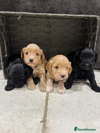 Cockapoo dogs - Advert 10