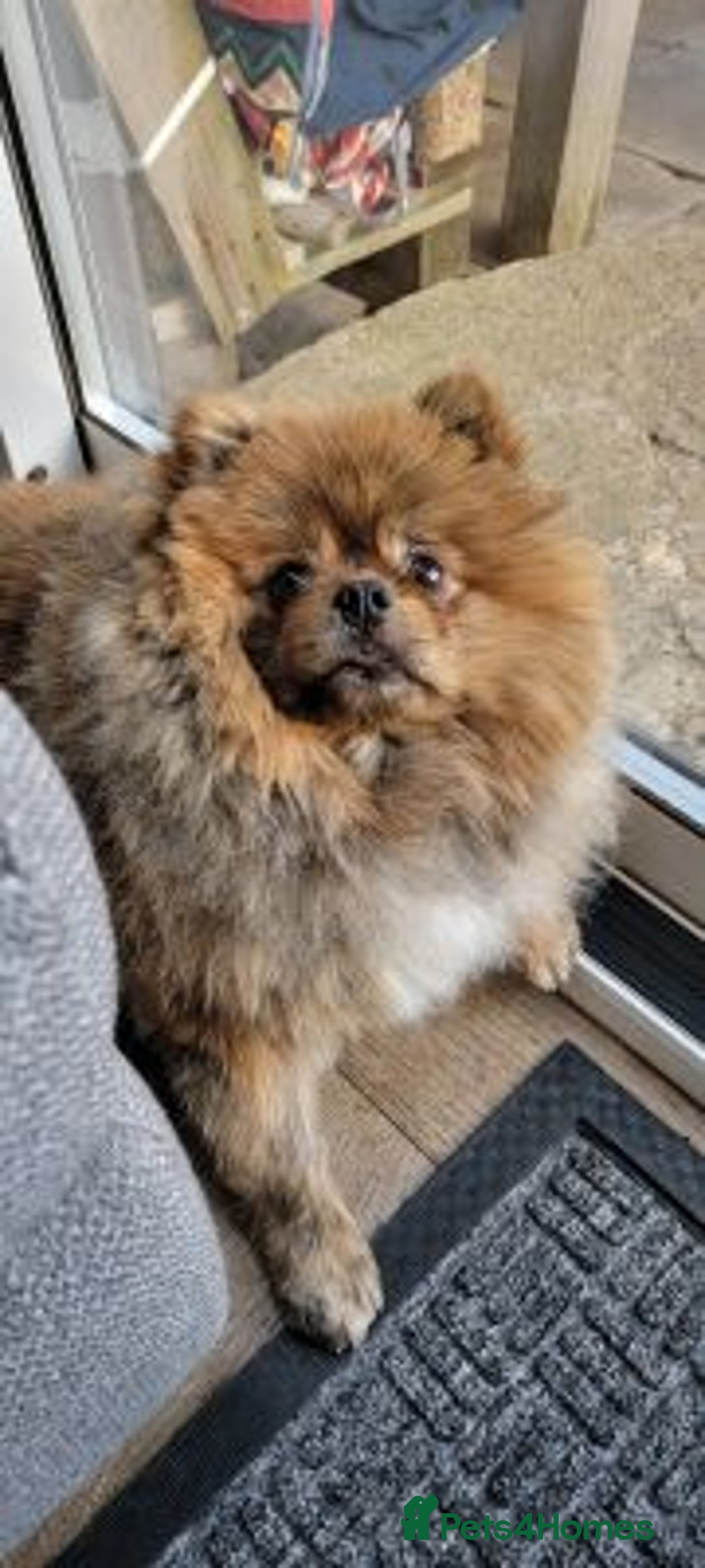 Yorkshire Terrier dogs for sale: handsome Pomeranian - Advert 1