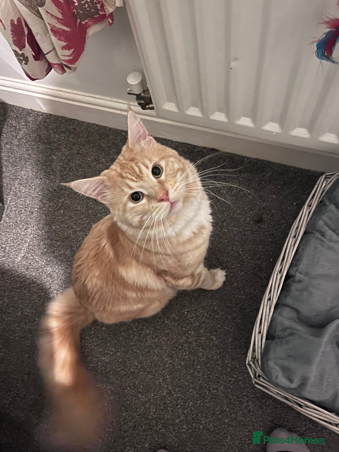 Maine Coon cats for sale: Gorgeous maincoone boy ginger/white  - Advert 3