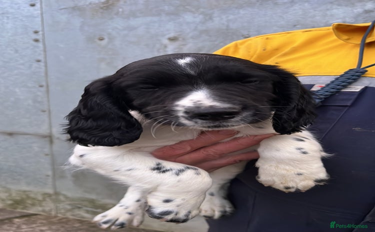English Springer Spaniel dogs - Advert 5